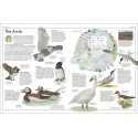 THE BIRD ATLAS